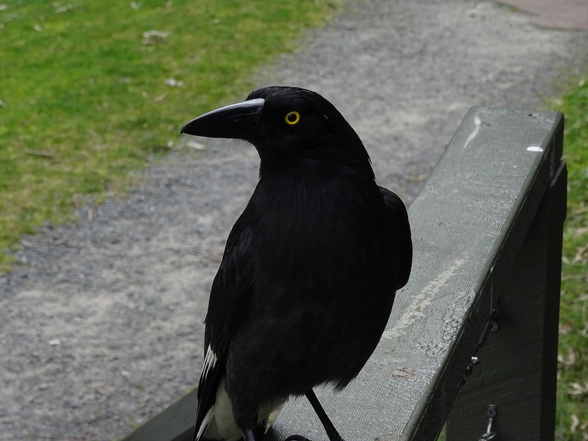 Pied Currawong - ML612070734