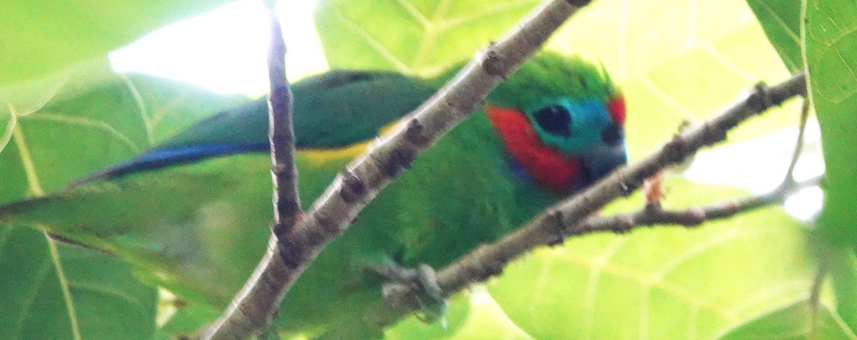 Double-eyed Fig-Parrot - ML612071261