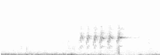 White-streaked Honeyeater - ML612071378