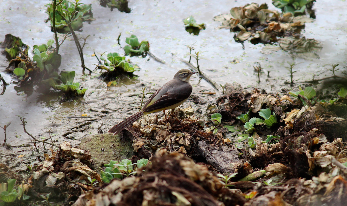 Gray Wagtail - ML612071406
