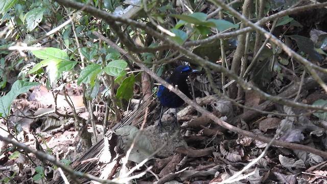 Малабарская синяя птица - ML612071753