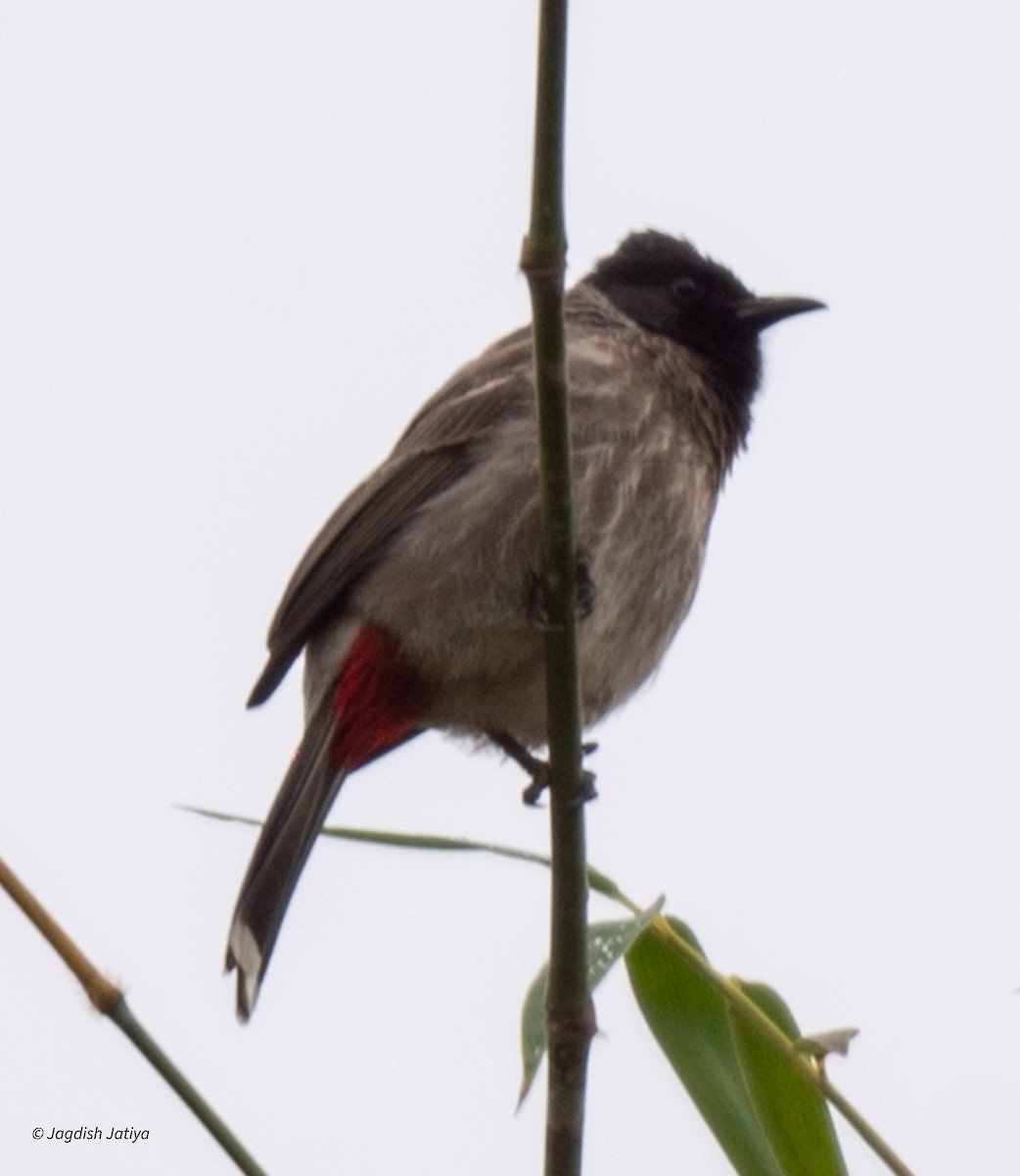 Red-vented Bulbul - ML612071994