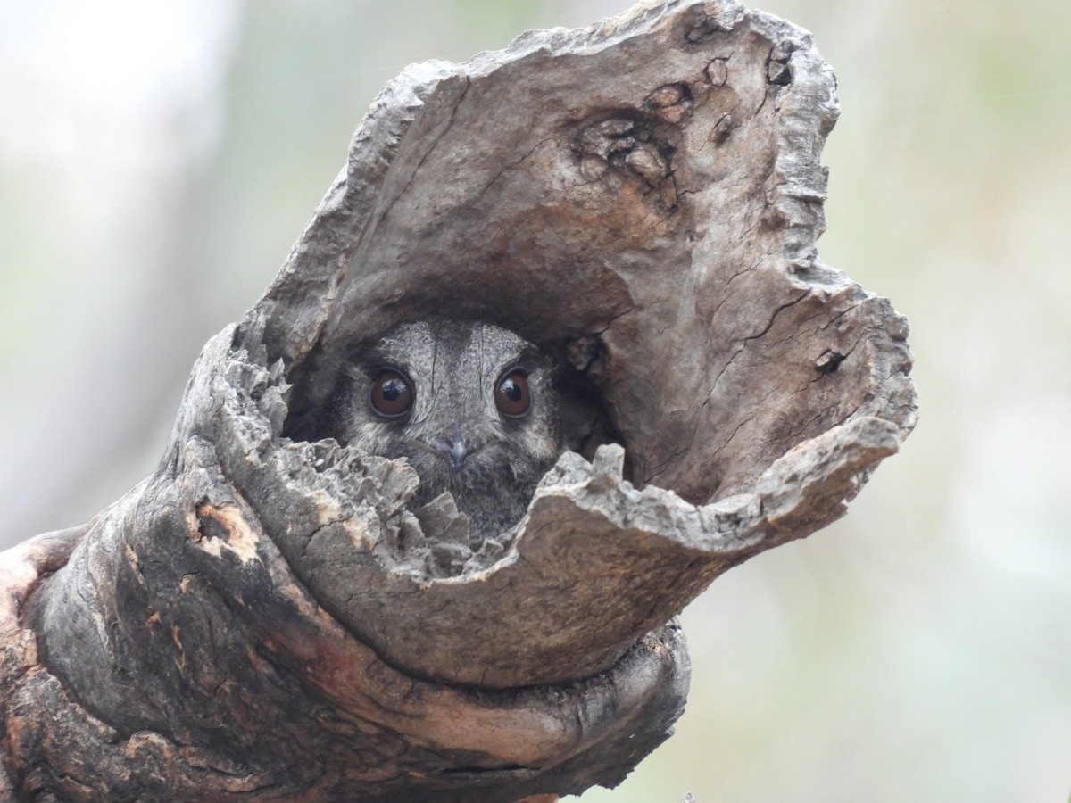 Australian Owlet-nightjar - ML612072148