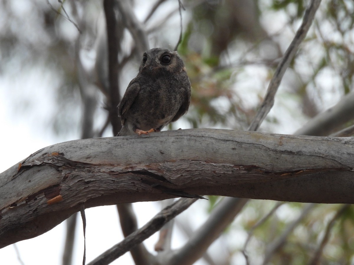 Australian Owlet-nightjar - ML612072149