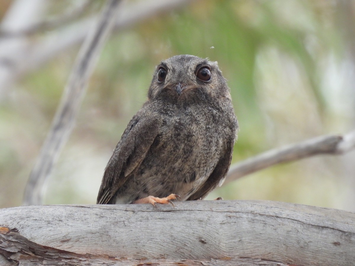 Australian Owlet-nightjar - ML612072150