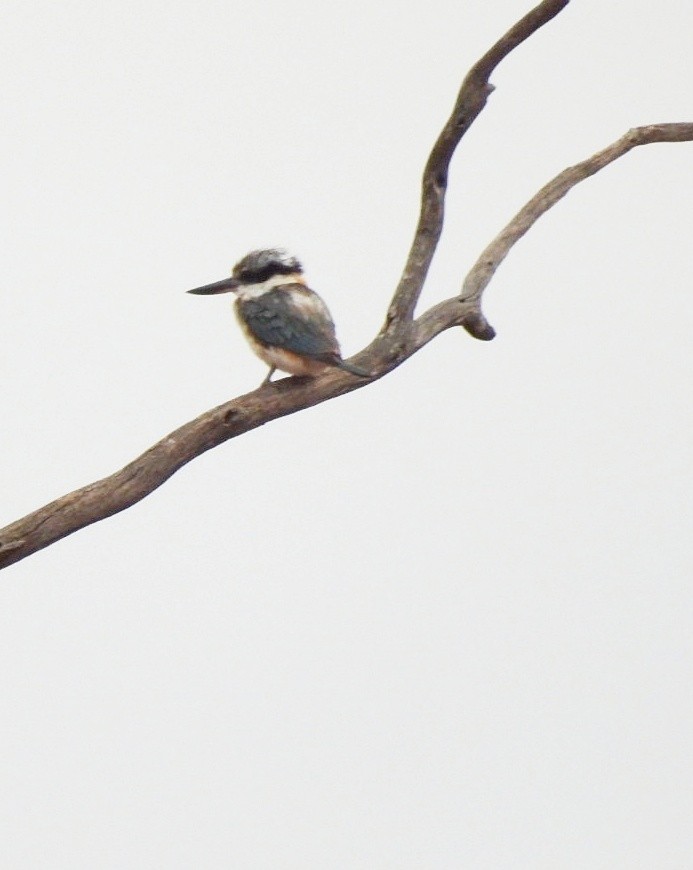 Red-backed Kingfisher - ML612072174