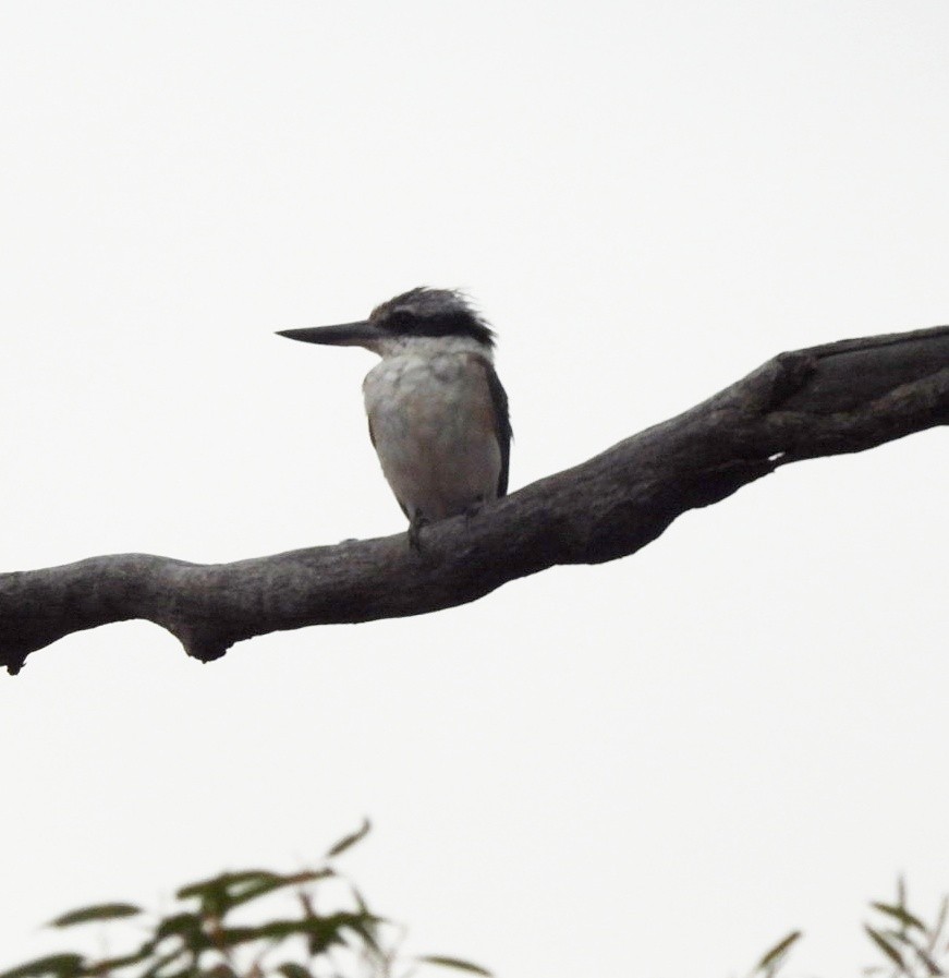 Red-backed Kingfisher - ML612072175