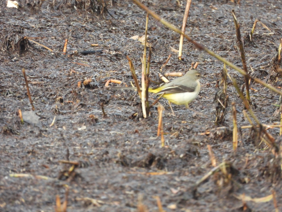Gray Wagtail - ML612072405