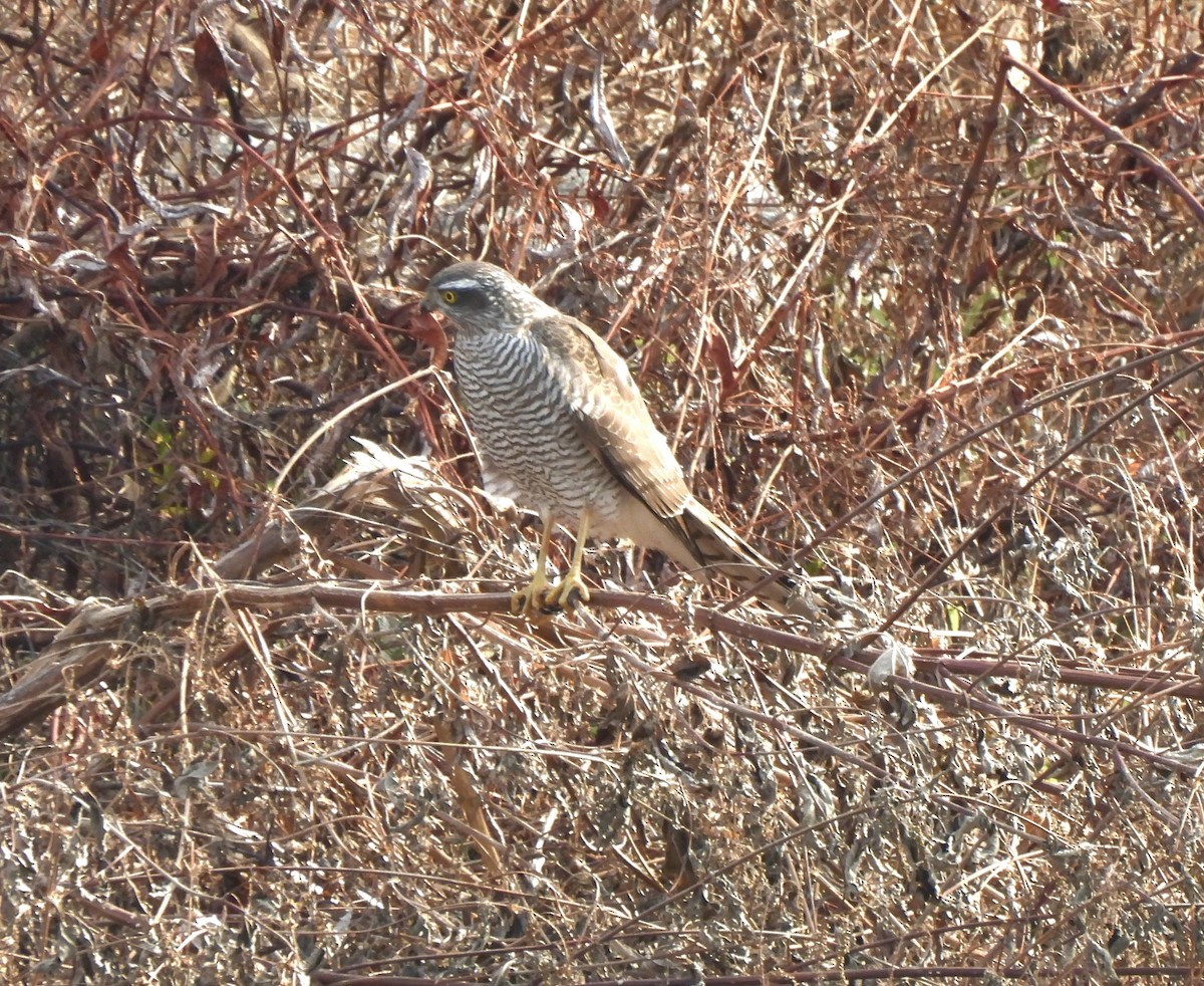 Eurasian Sparrowhawk - ML612072790