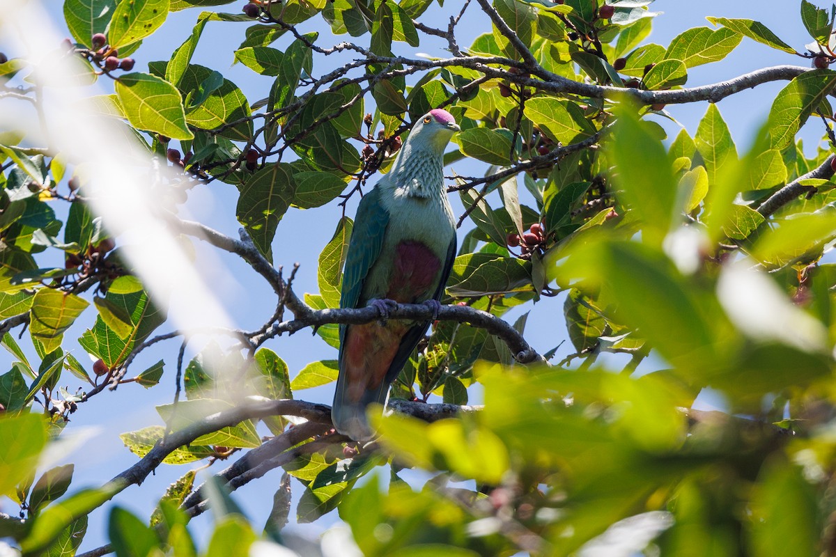 Red-bellied Fruit-Dove - ML612072794