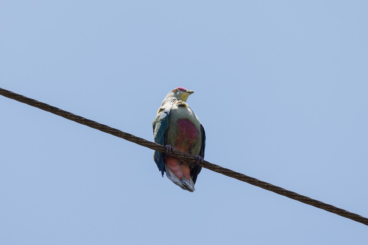 Red-bellied Fruit-Dove - ML612072796