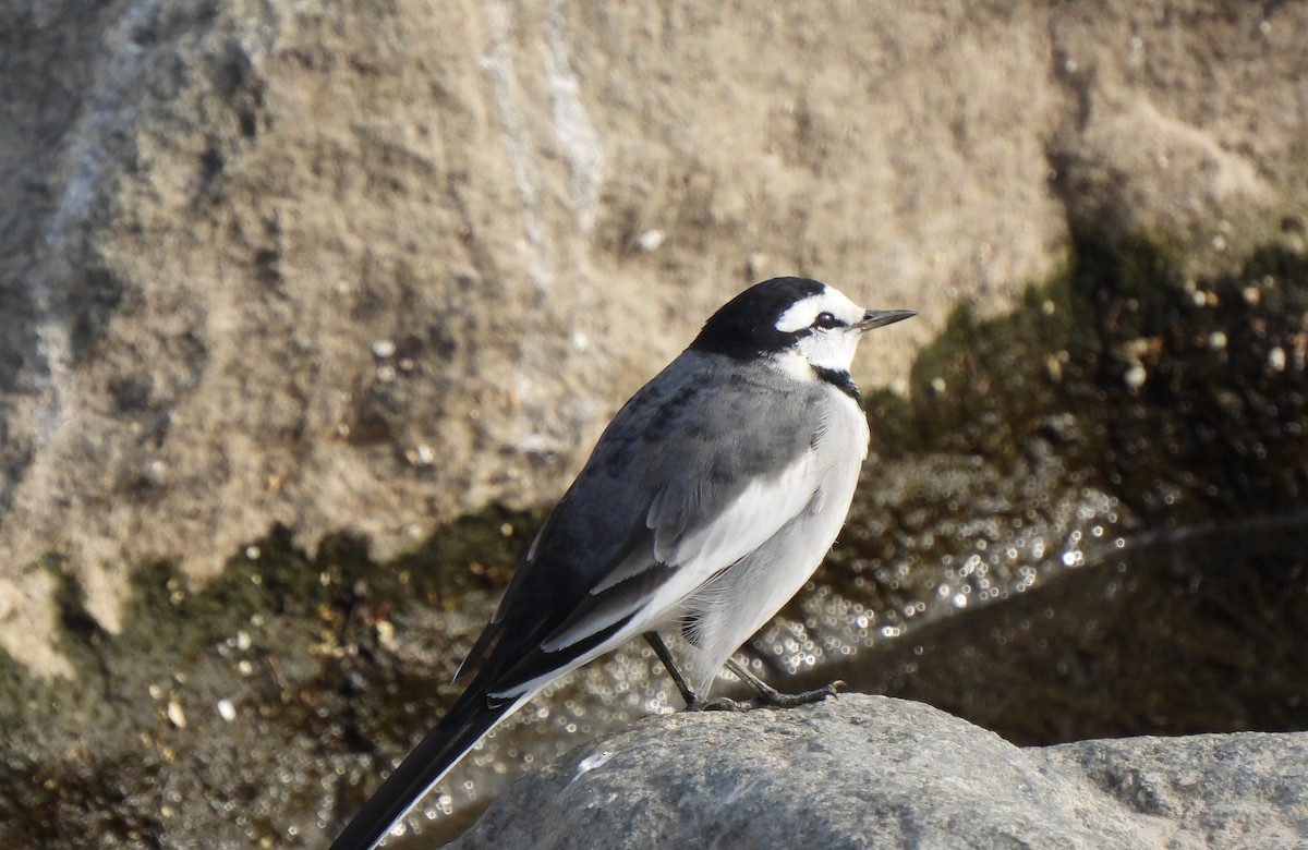 White Wagtail (Black-backed) - ML612072797