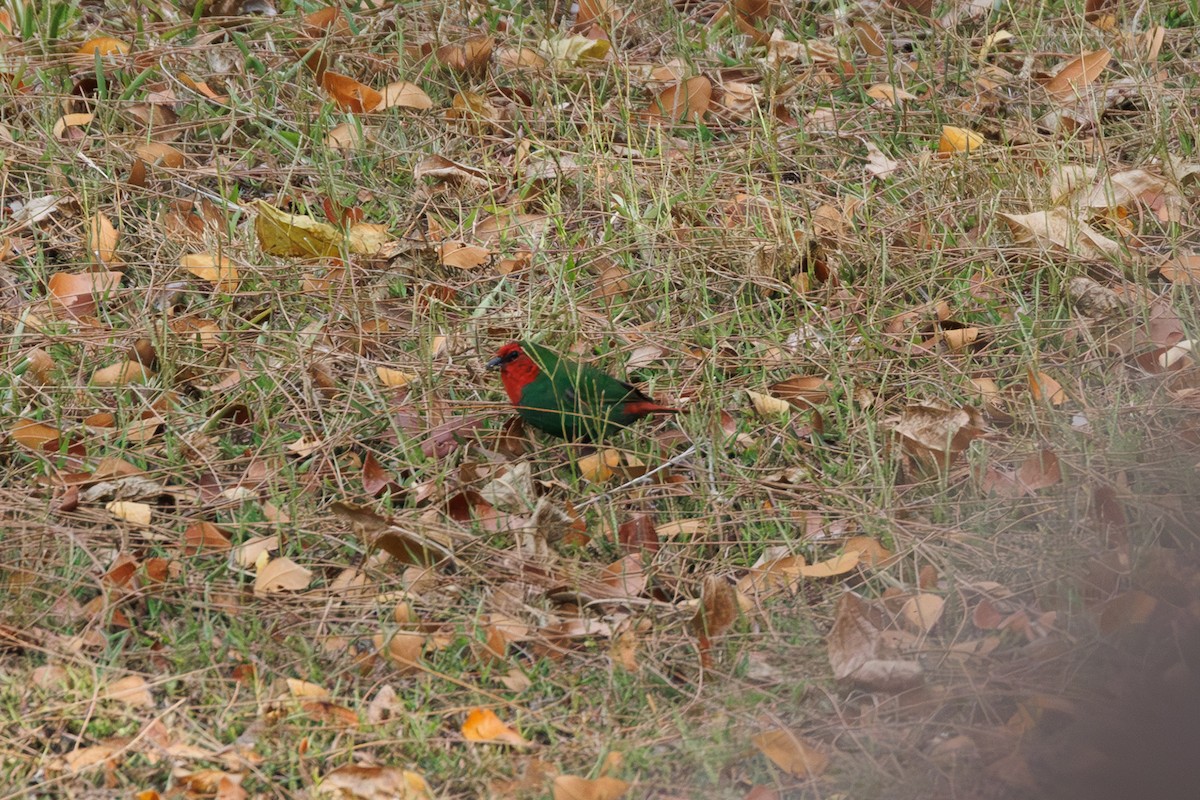 Red-throated Parrotfinch - ML612072814