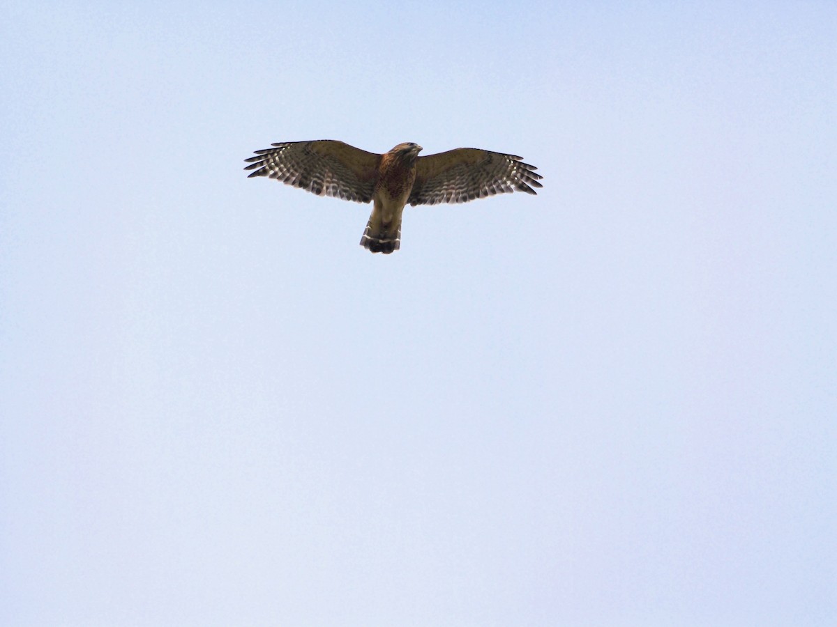 Red-shouldered Hawk - ML612073047