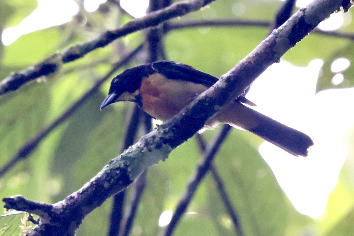 Yellow-crested Tanager - ML612073061