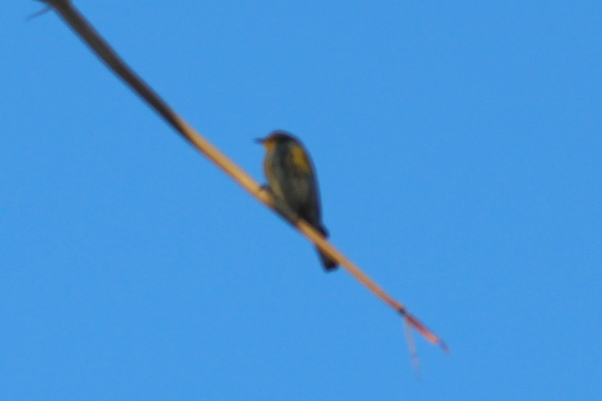 Yellow-rumped Warbler - ML612073087
