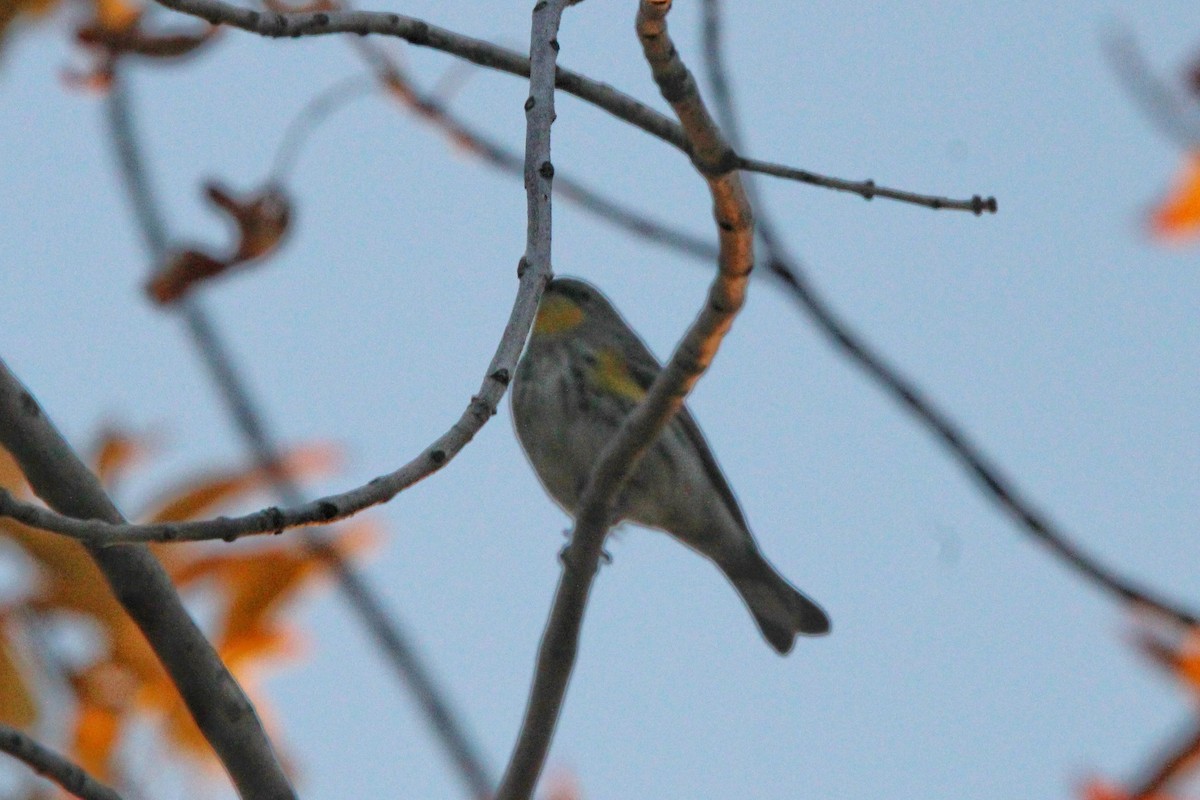 Yellow-rumped Warbler - ML612073090