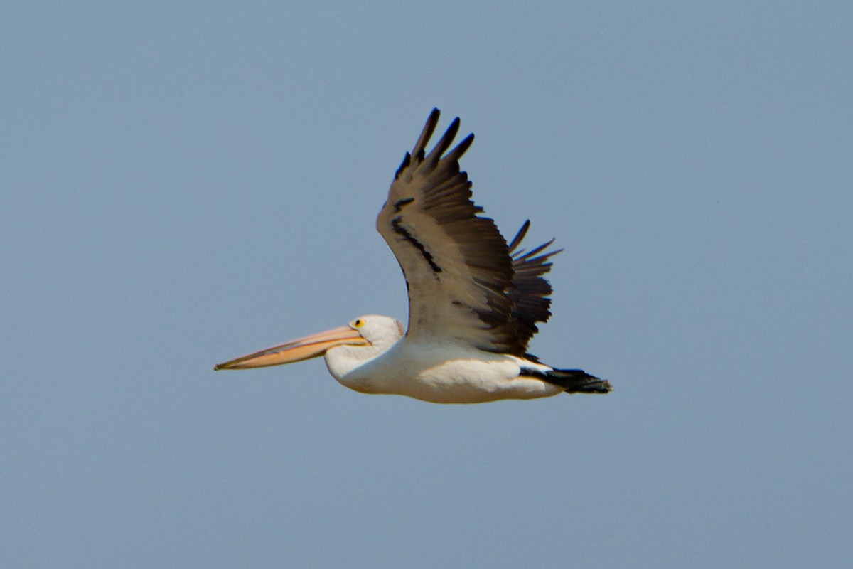 pelikán australský - ML612073144