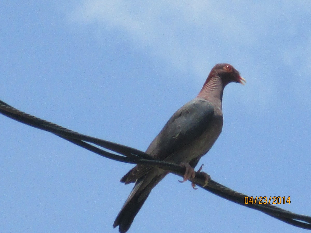 Scaly-naped Pigeon - Jim Mead