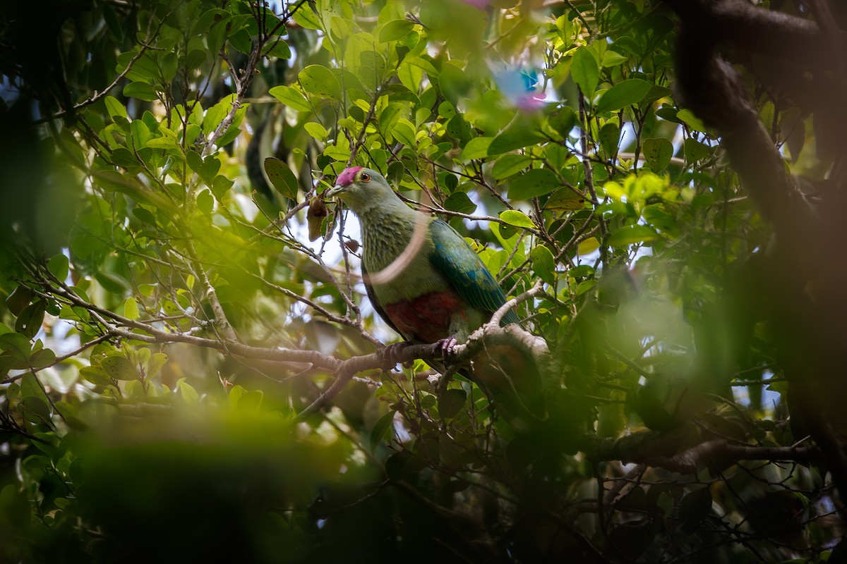 Red-bellied Fruit-Dove - ML612073240