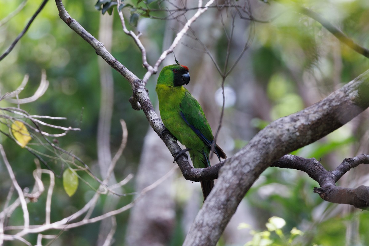 Yeşil Başlı Sorguçlu Papağan - ML612073259