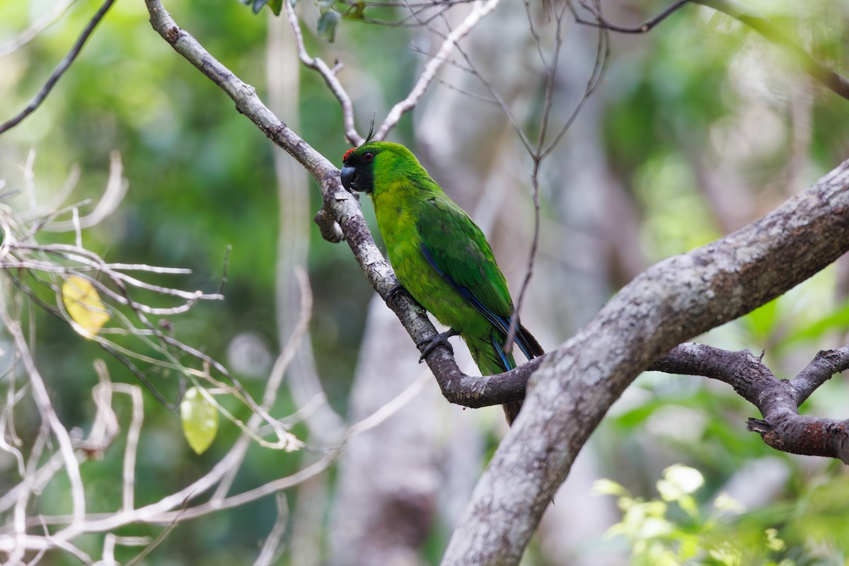 Yeşil Başlı Sorguçlu Papağan - ML612073260