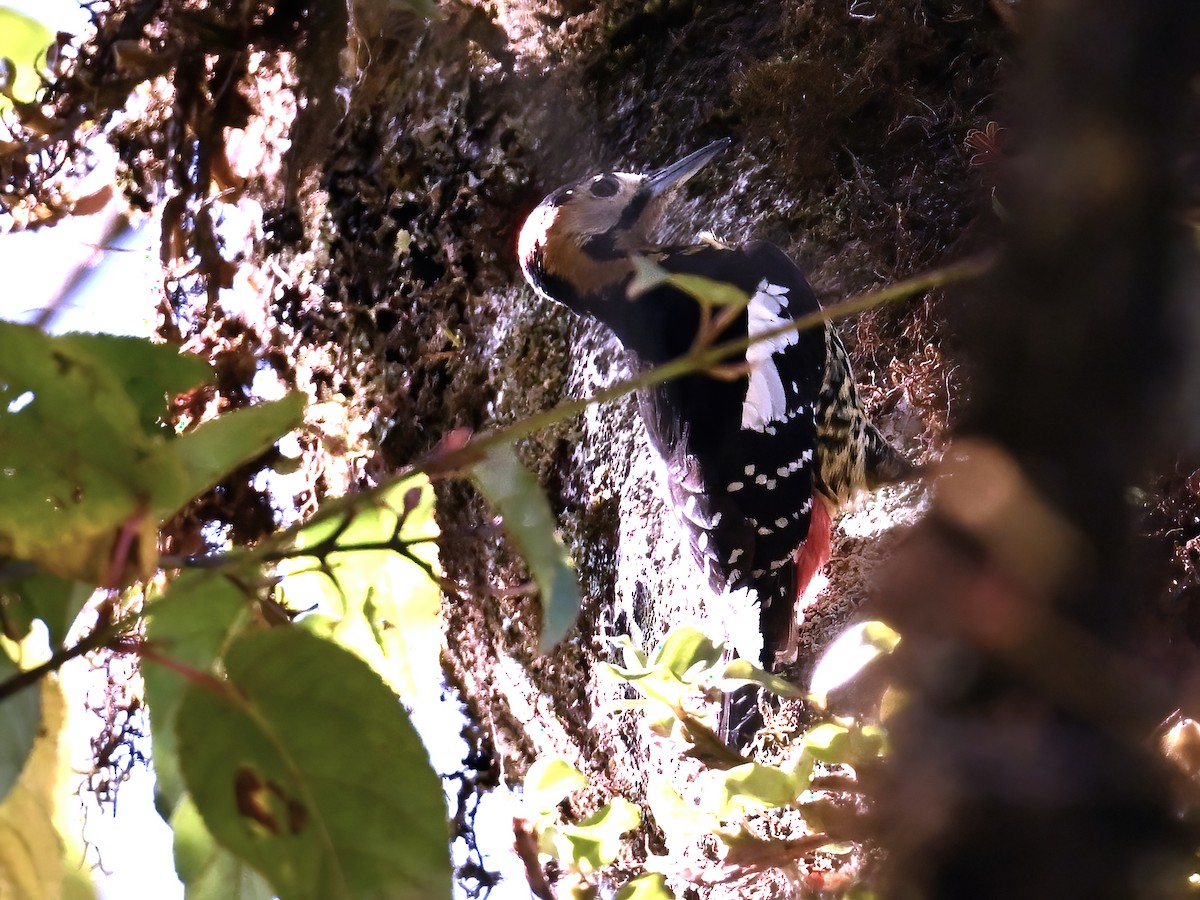 Darjeeling Woodpecker - ML612073473