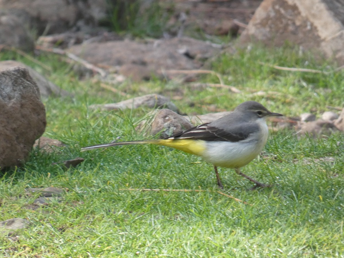 Gray Wagtail - ML612073582