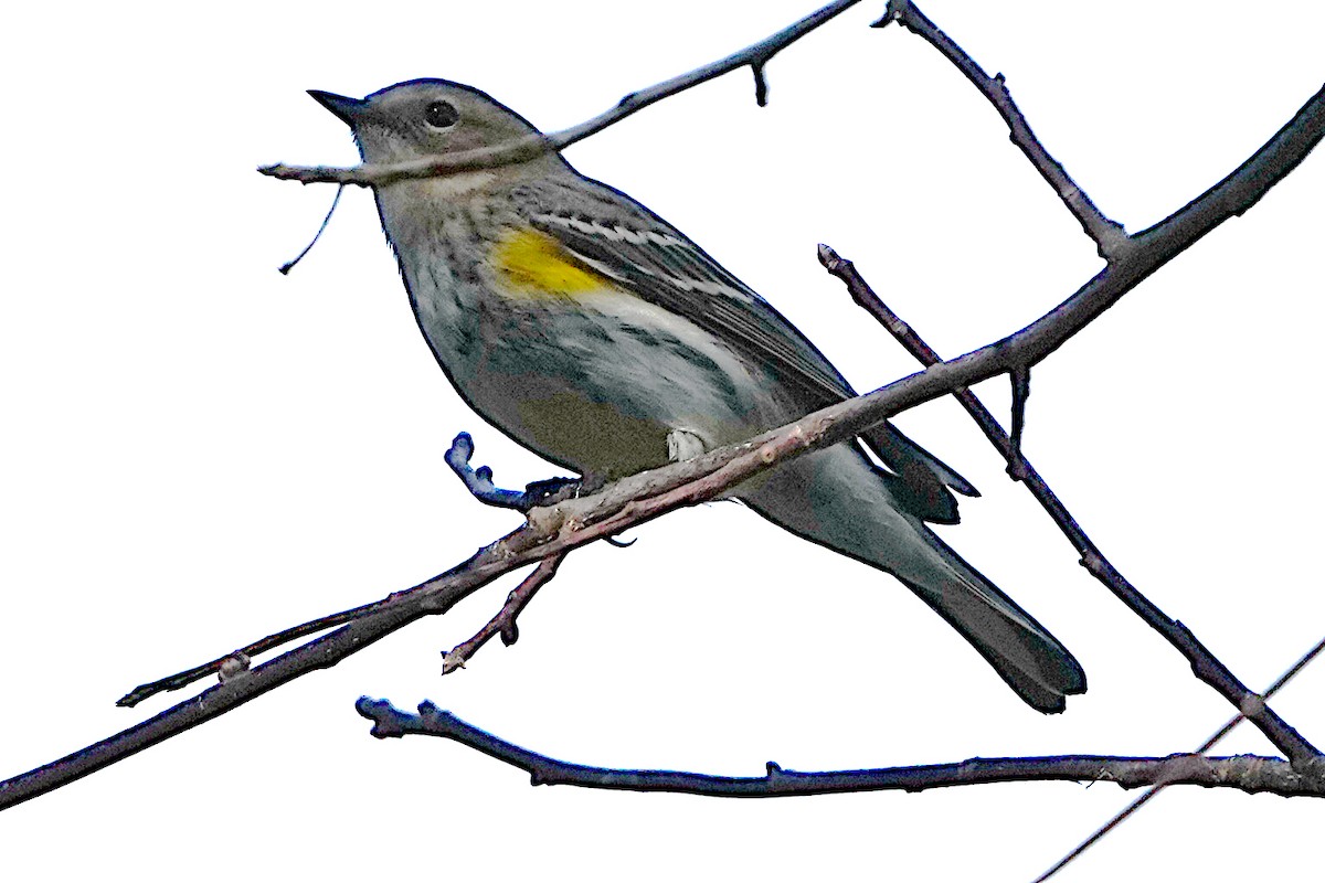 Yellow-rumped Warbler - ML612073802