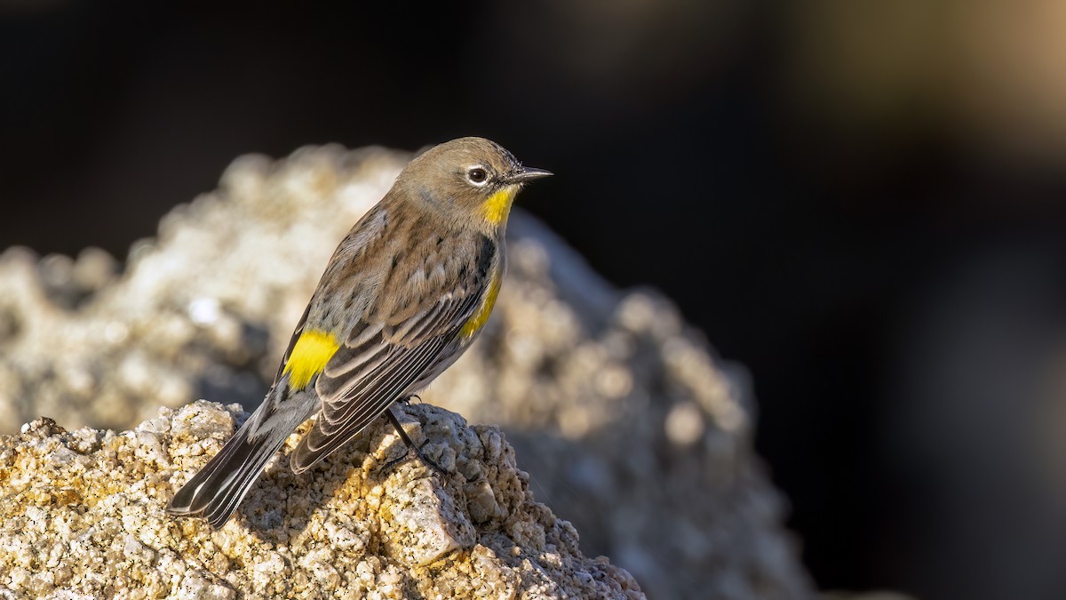 Yellow-rumped Warbler (Audubon's) - ML612074410