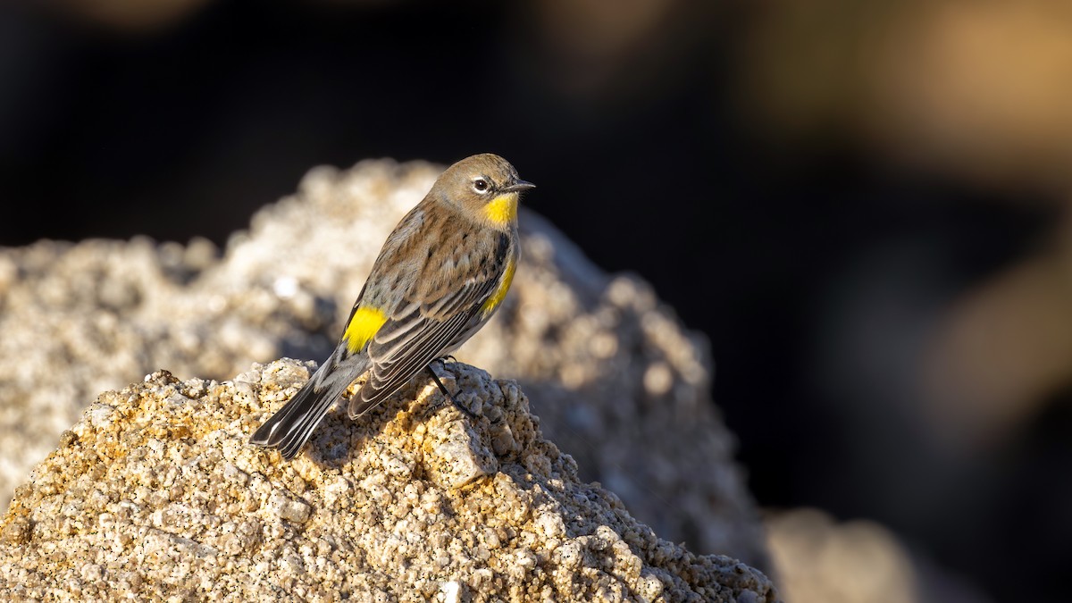 Yellow-rumped Warbler (Audubon's) - ML612074411