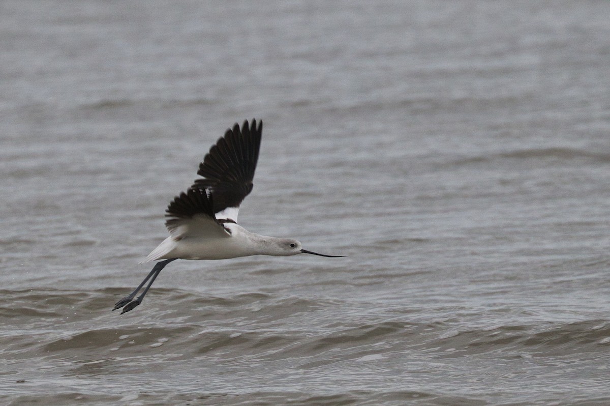 American Avocet - ML612074485