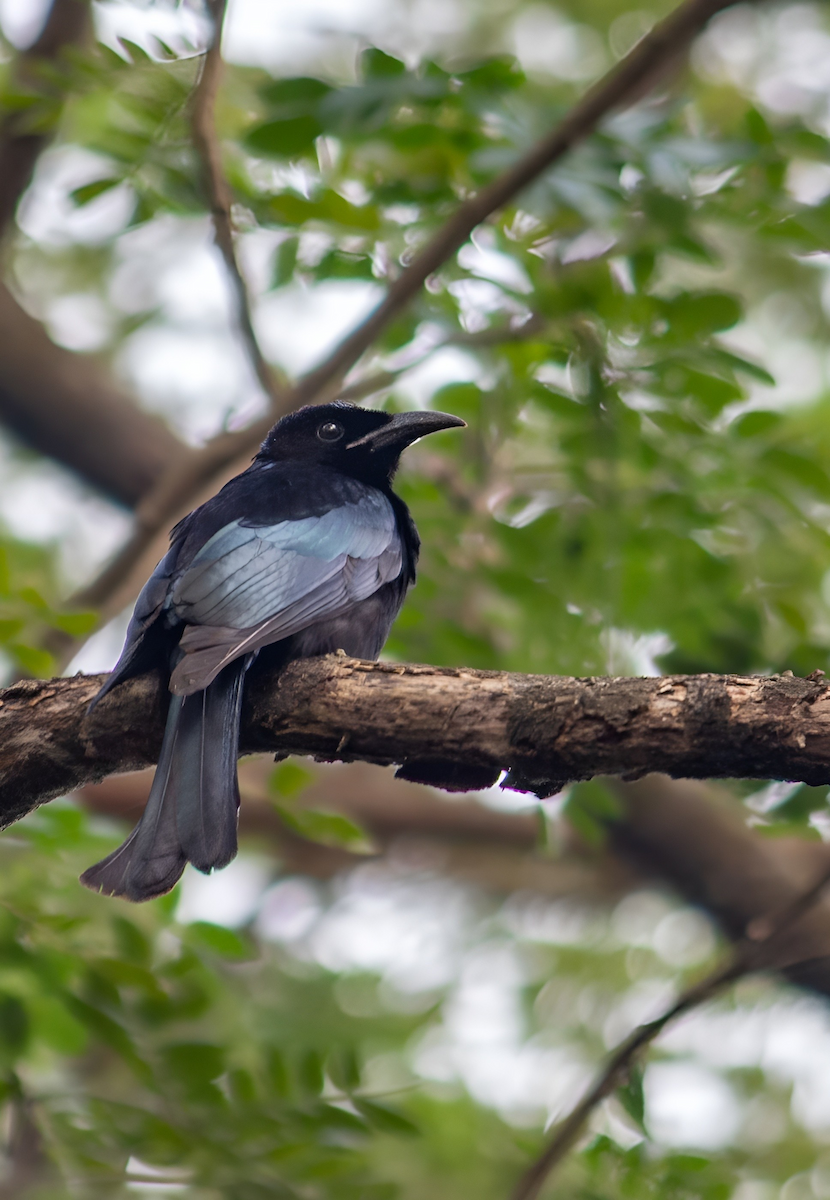 Hair-crested Drongo - ML612074529