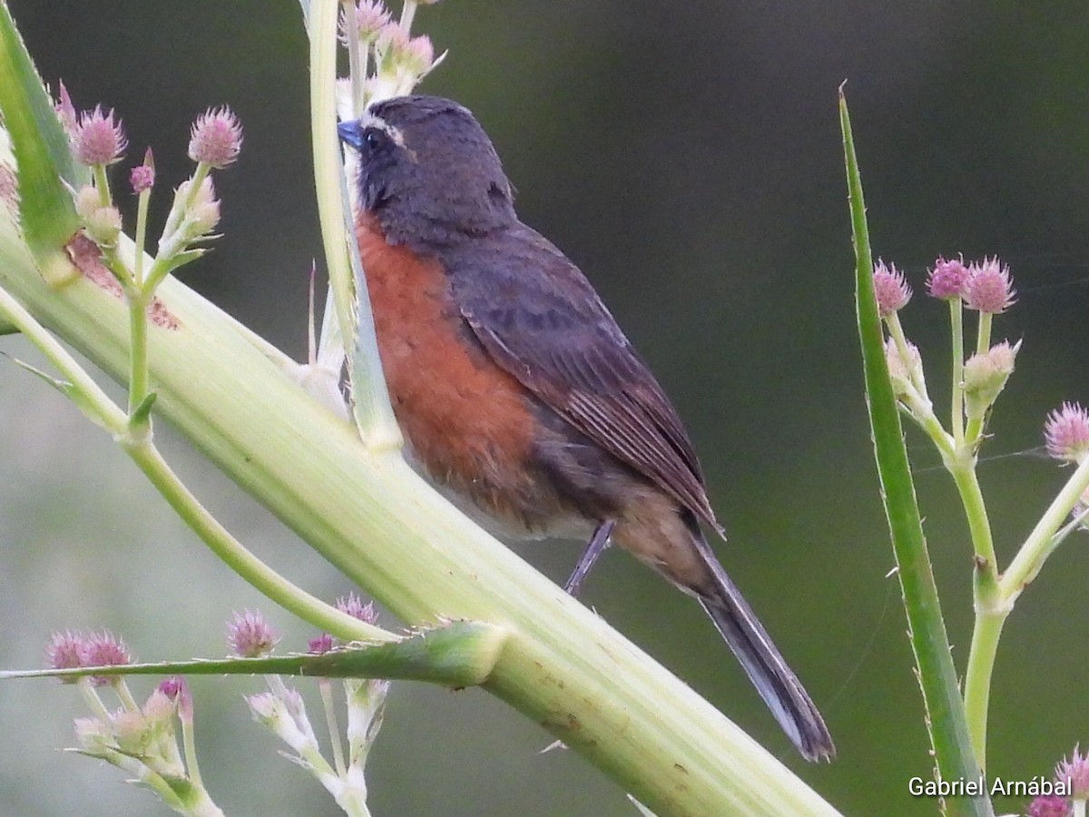 Black-and-rufous Warbling Finch - ML612074622