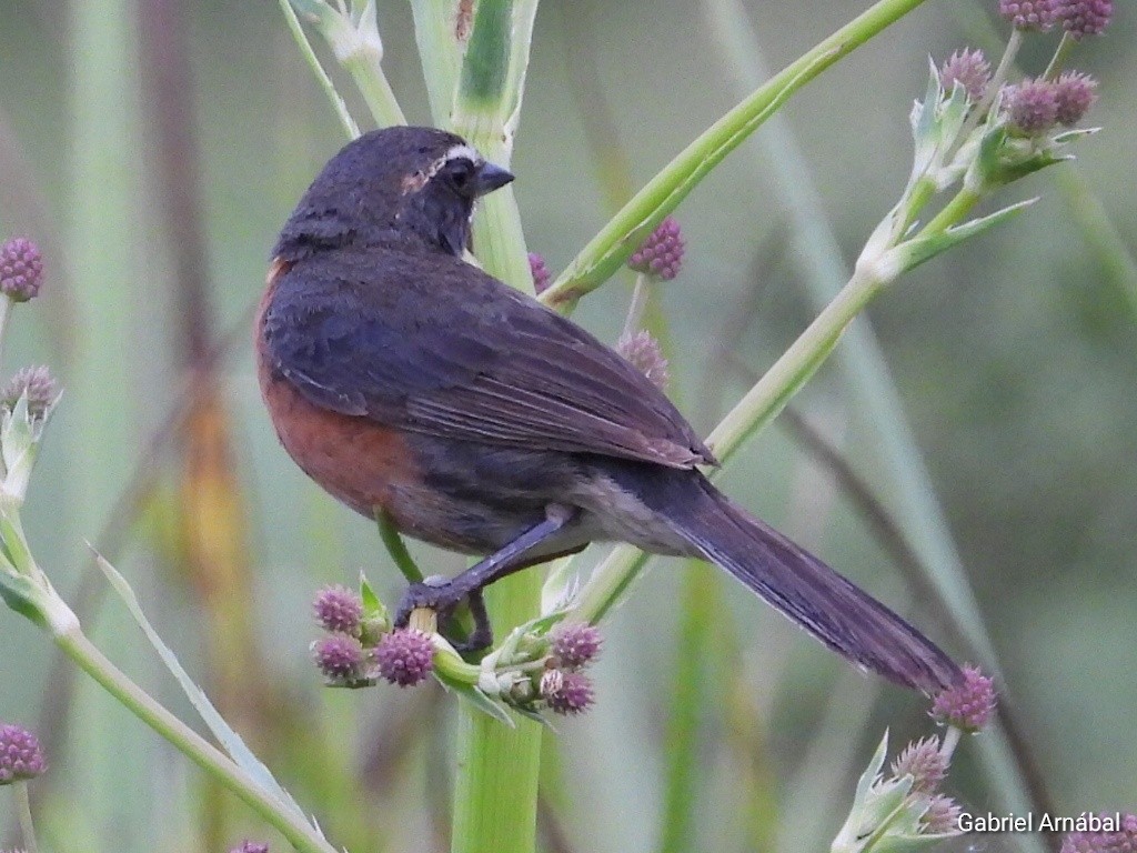 Black-and-rufous Warbling Finch - ML612074625