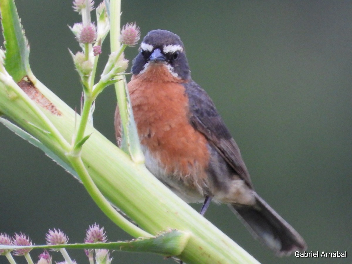 Black-and-rufous Warbling Finch - ML612074626