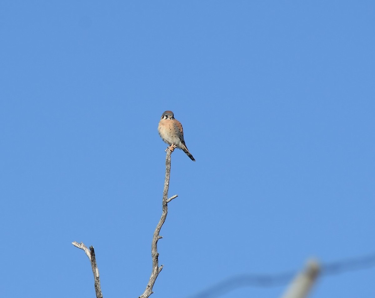 American Kestrel - ML612074627