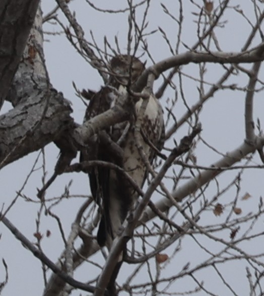 Red-tailed Hawk (calurus/abieticola) - ML612074628
