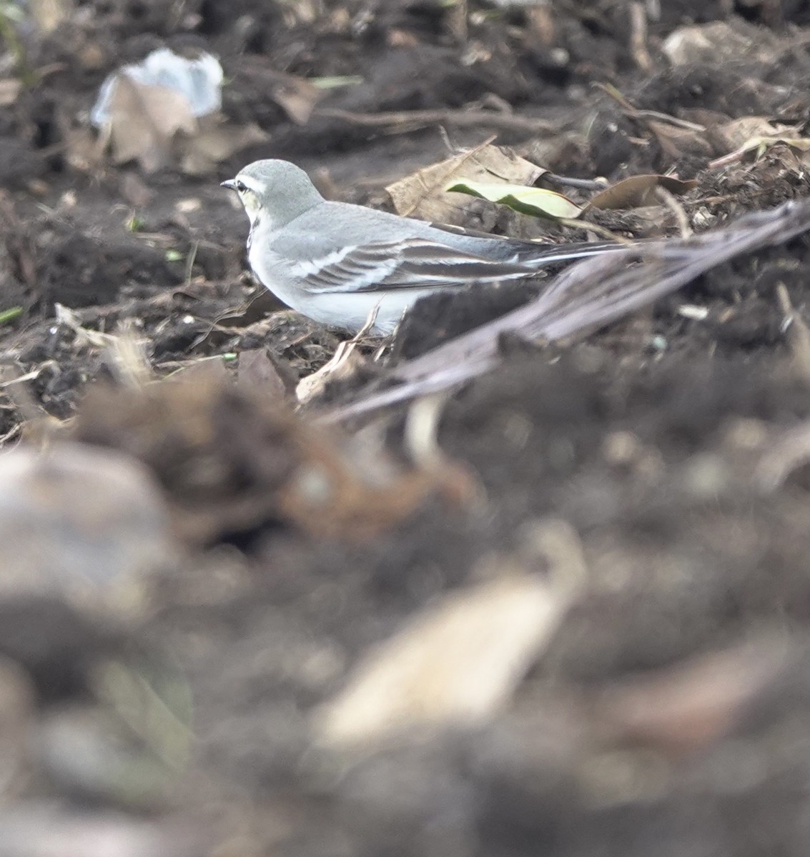 White Wagtail (ocularis) - ML612074630