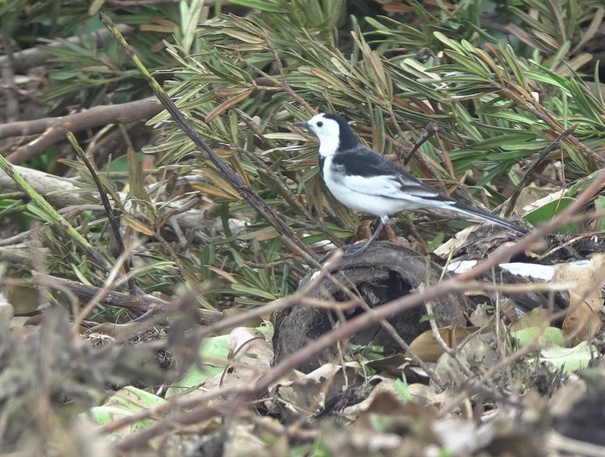 White Wagtail (Chinese) - ML612074636