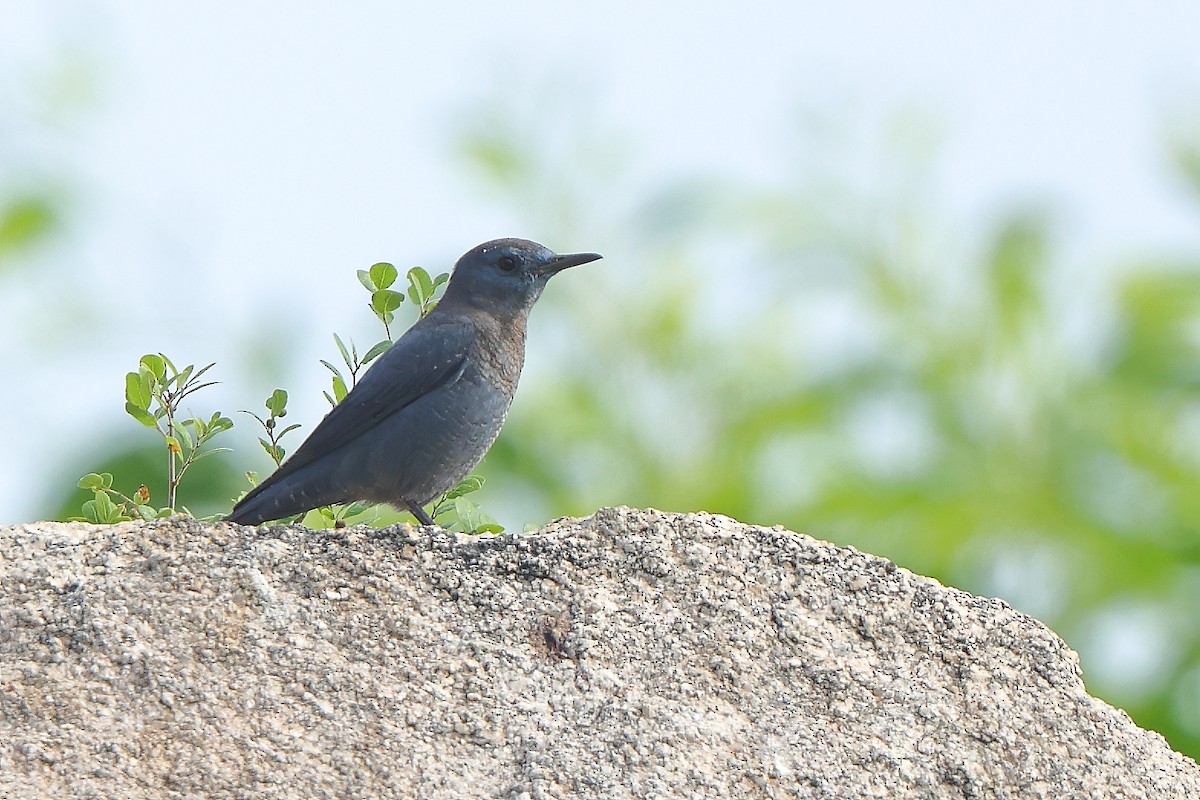 Blue Rock-Thrush - ML612074637