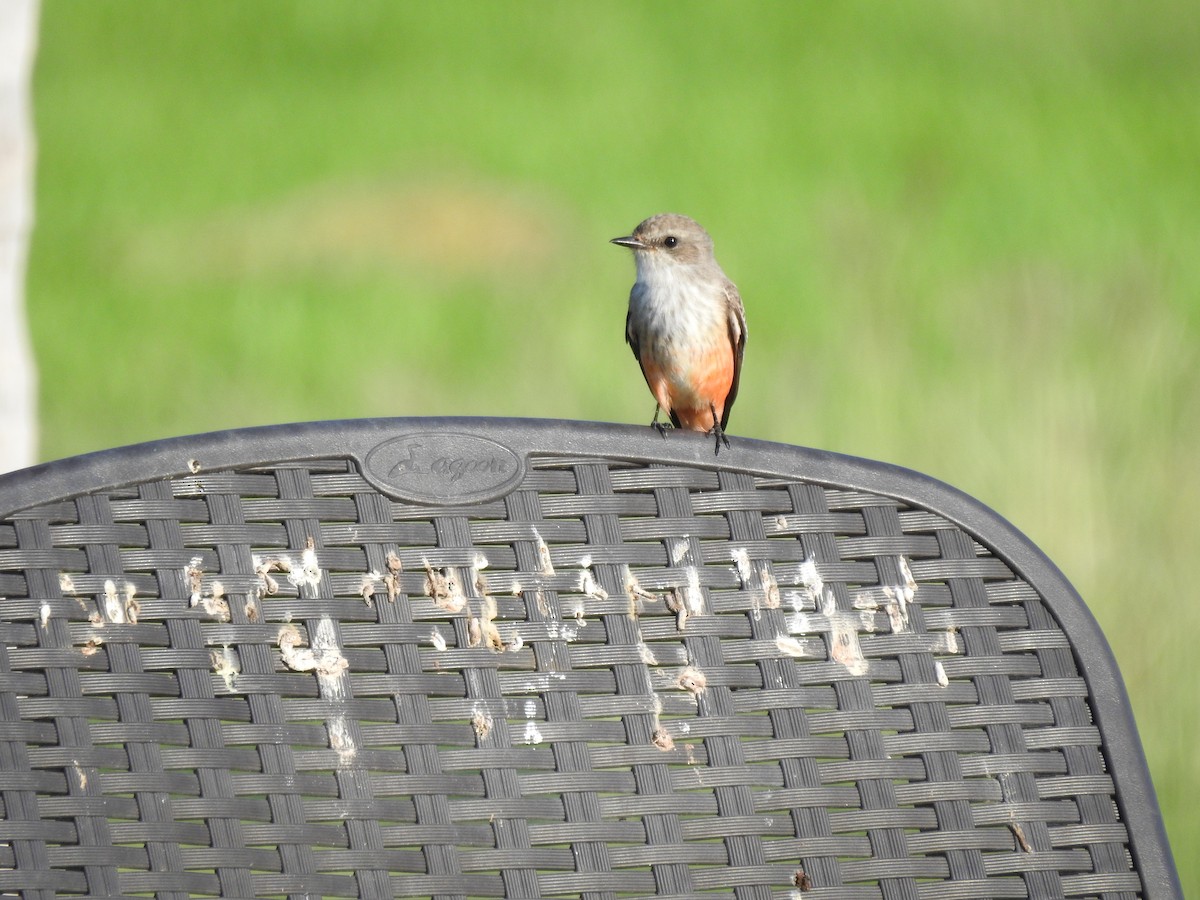 Vermilion Flycatcher - ML612074639