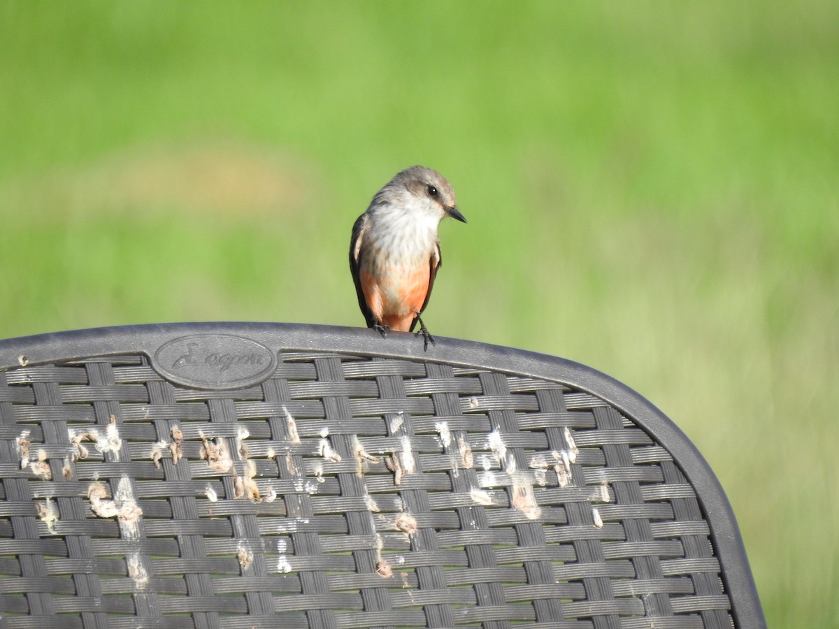 Vermilion Flycatcher - ML612074640