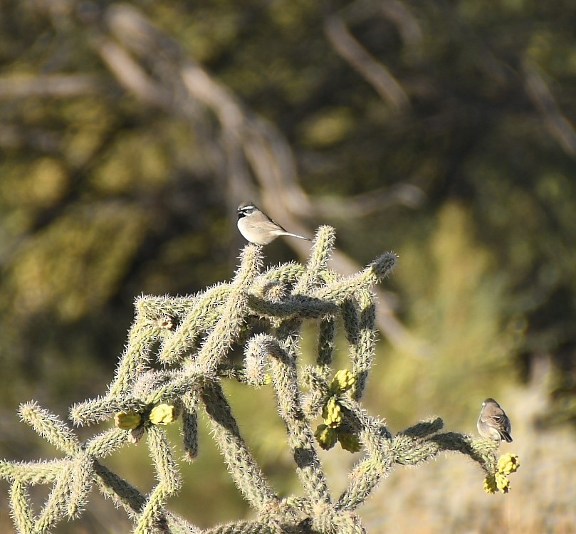 Black-throated Sparrow - ML612074641