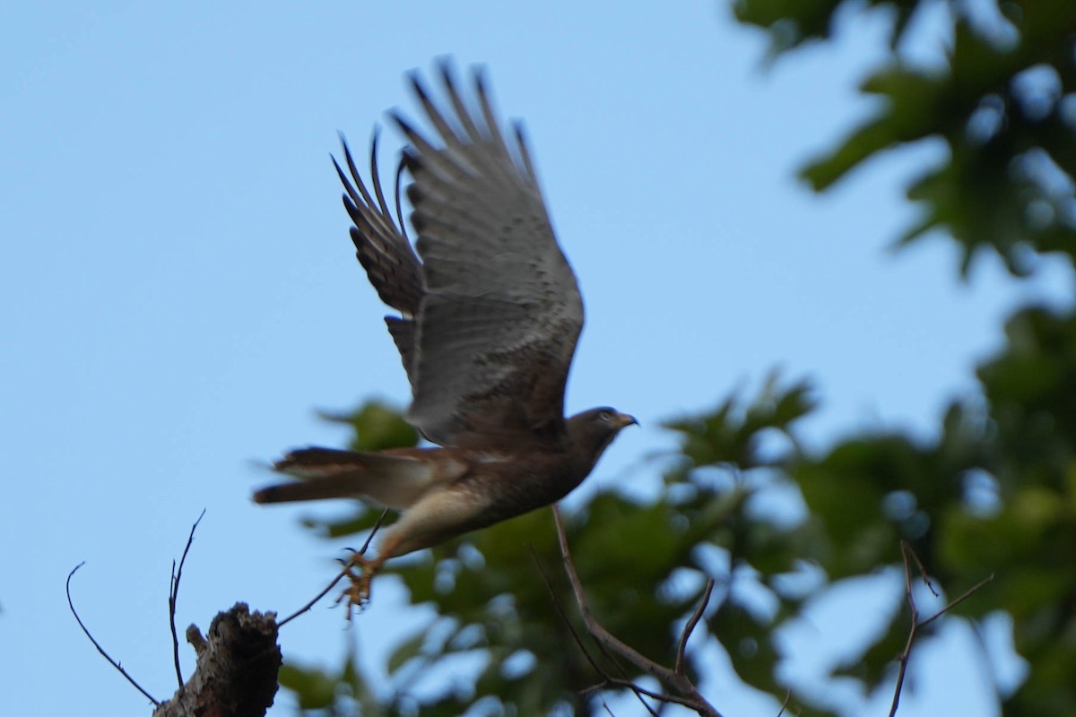 White-eyed Buzzard - ML612074644