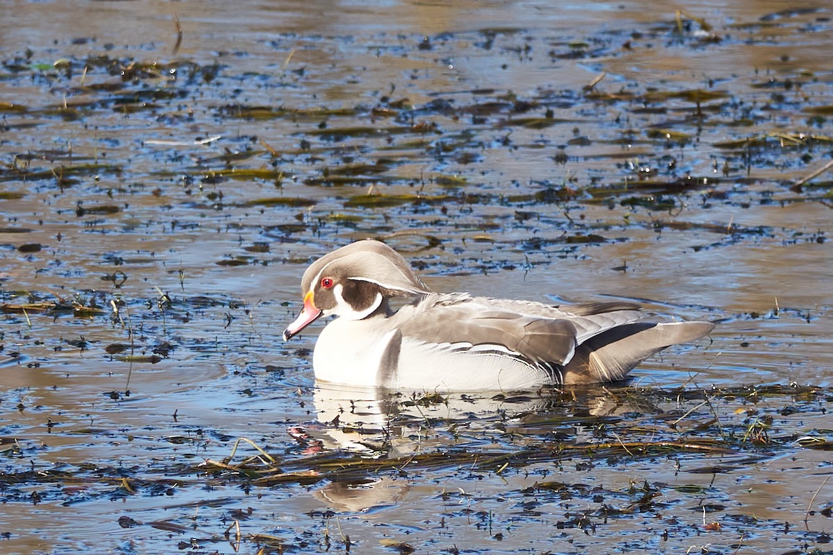 Wood Duck - ML612074655