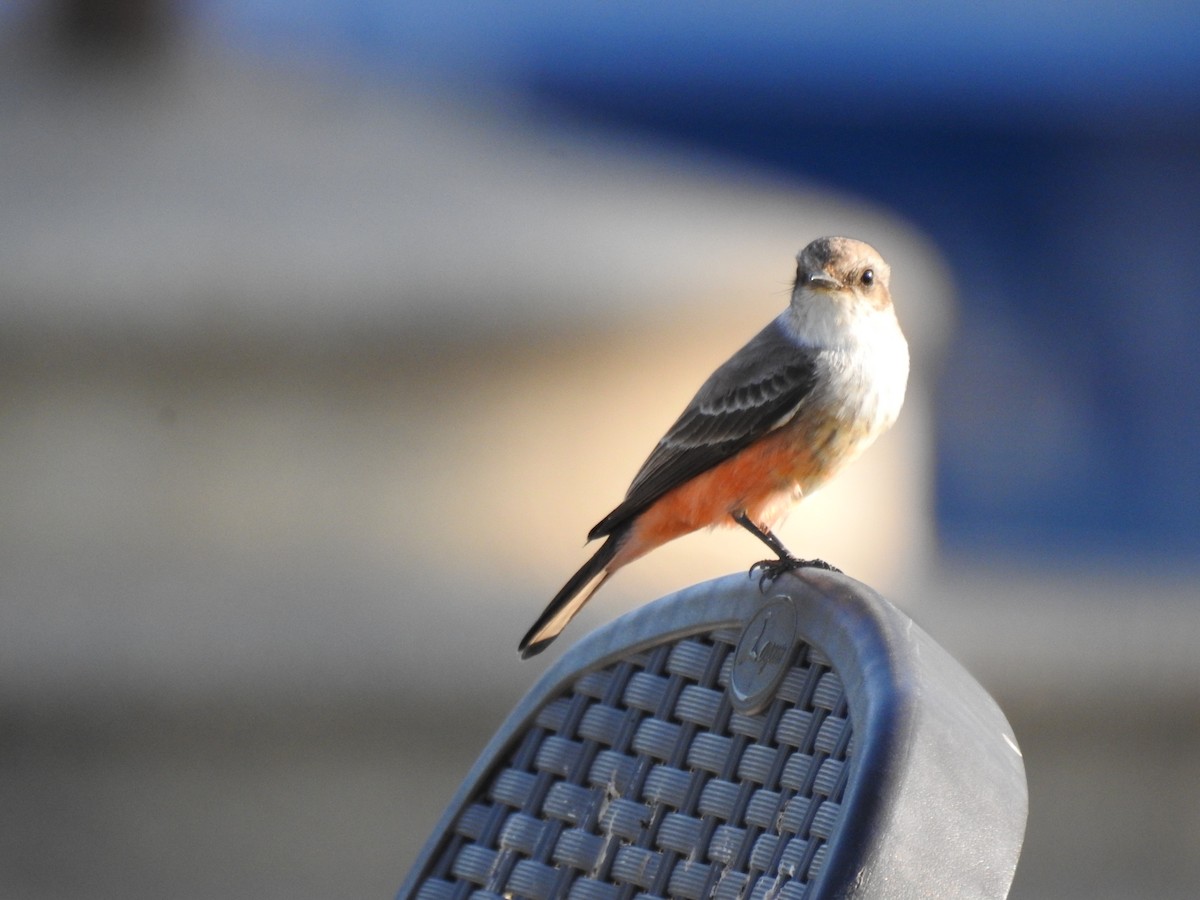 Vermilion Flycatcher - ML612074656