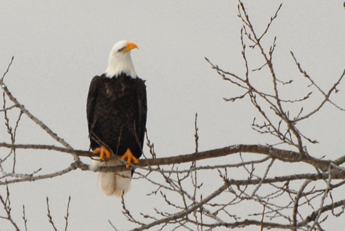 Bald Eagle - ML612074659