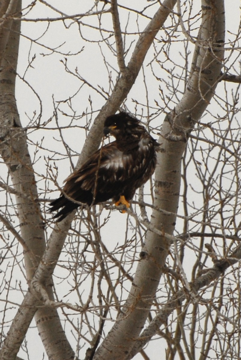 Bald Eagle - ML612074660