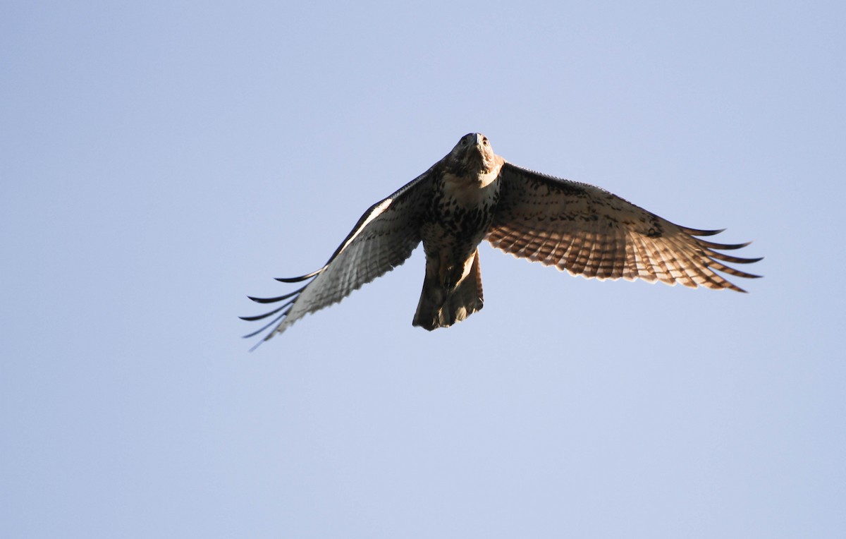 Red-tailed Hawk (borealis) - ML612074661